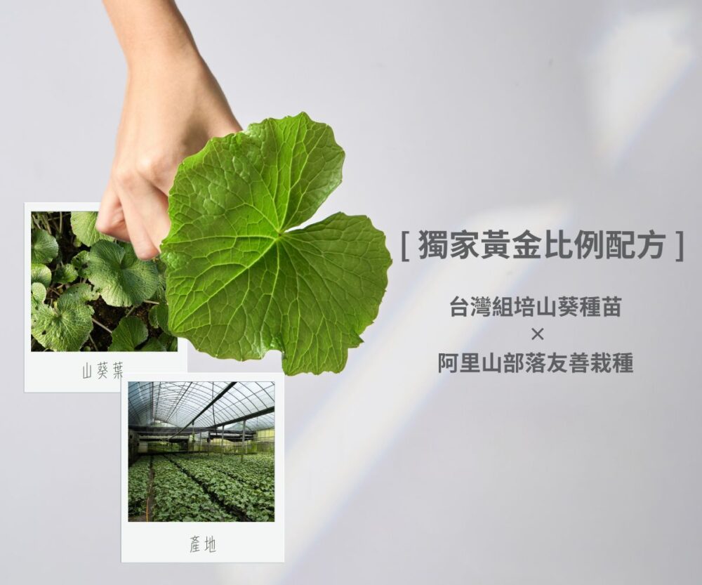 晚安山葵GABA益生菌膠囊（30顆）：圖片 4